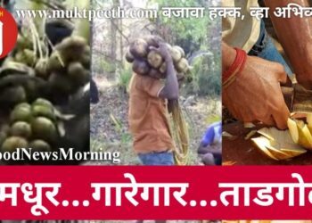 सुमधूर…गारेगार…ताडगोळे!