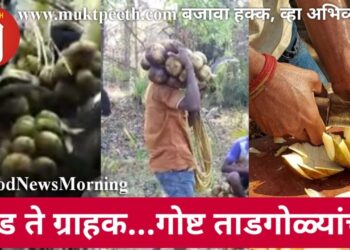 झाड ते ग्राहक….गोष्ट ताडगोळ्यांची!