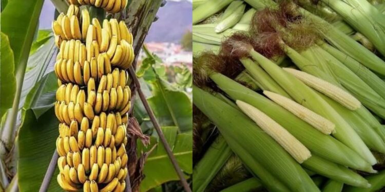 Banana And Baby Corn