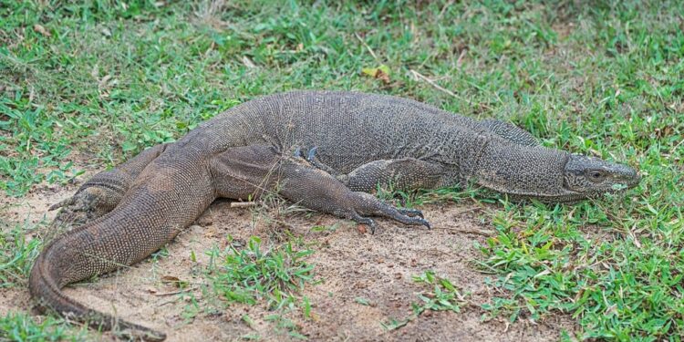 Bengal Monitor Lizard