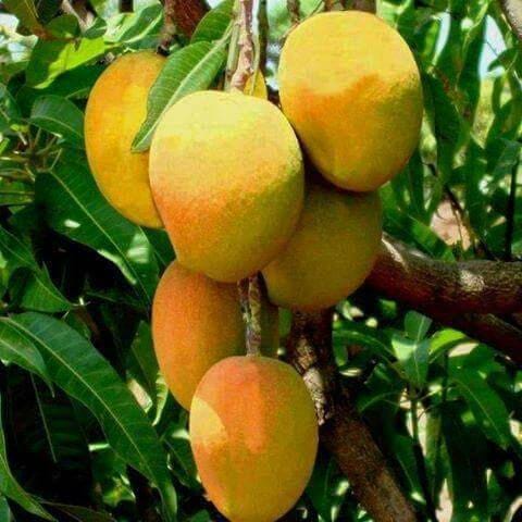 GI Tagged Konkan Alphonso mangoes