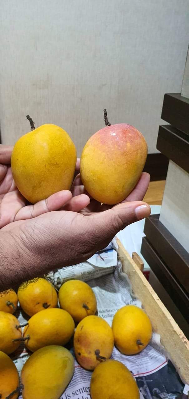 Naturally ripened original Hapus from Kokan Region