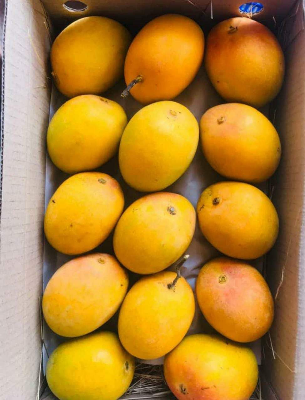 Packed mangoes