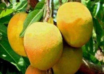 GI Tagged Konkan Alphonso mangoes