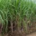Sugarcane