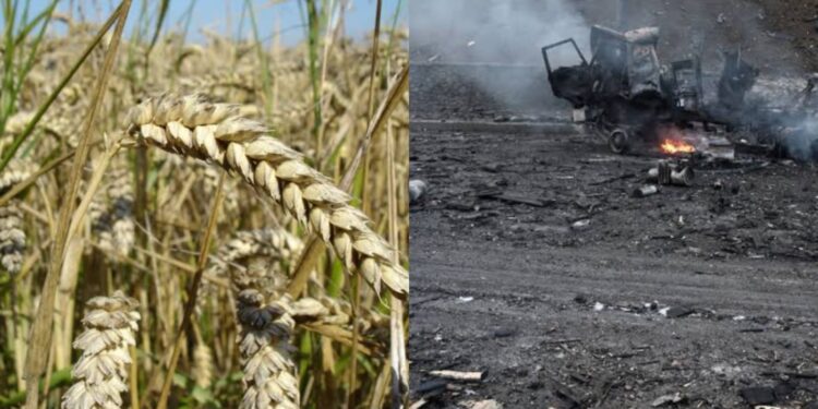 now yellow ration card holders will get rice instead of wheat