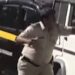 Jitendra Awhad Car Jammed in Traffic Police hits Diver