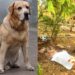 Retired 'Martial' dog Passes Away
