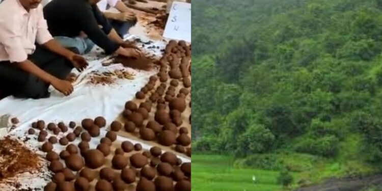 Seed Ball Initiative