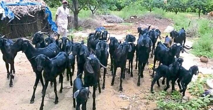 शेळी समूह योजना