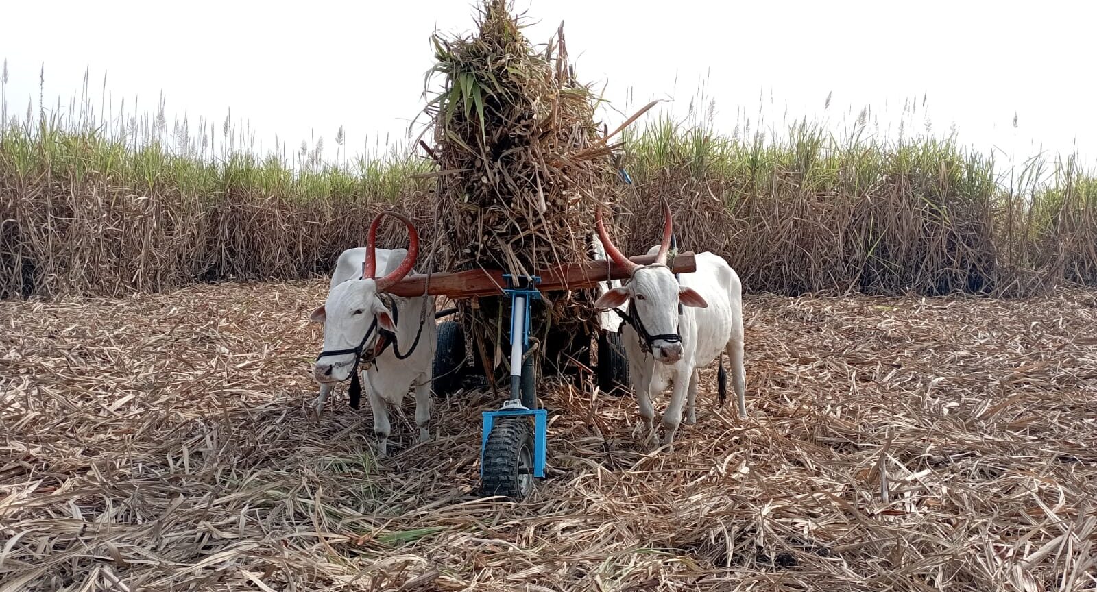 Sangli engineers