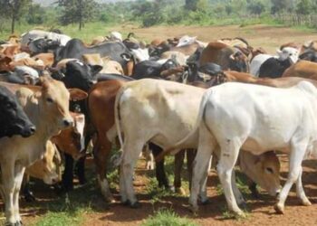 Animal Husbandry Fund Scheme