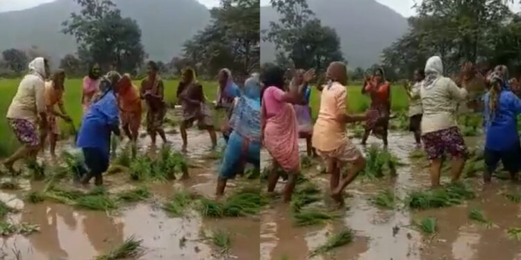 भात लावणी