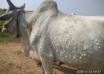 lampi disease on animals '