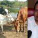 Animal Husbandry Commissioner Sachindra Pratap Singh