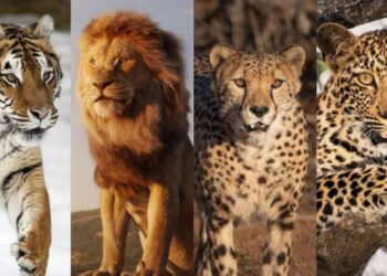 Tiger Lion Cheetah And Leopard