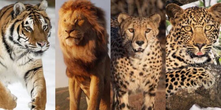 Tiger Lion Cheetah And Leopard