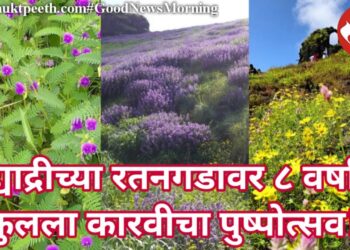 सह्याद्रीच्या रतनगडावर ८ वर्षांनी फुलला कारवीचा पुष्पोत्सव!