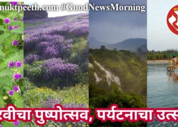 कारवीचा पुष्पोत्सव, पर्यटनाचा उत्साह!