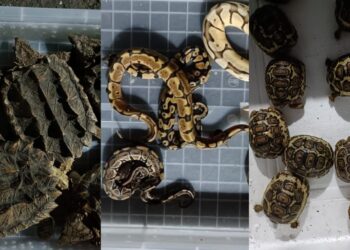 मुंबईत DRIने विमानतळावर जप्त केले विदेशी प्रजातीचे ६६५ प्राणी