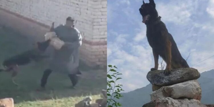 indian army zoom dog