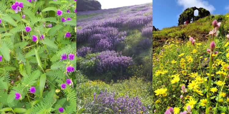 karvi-flower-blooming