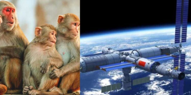 Monkeys on Space Station