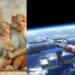 Monkeys on Space Station