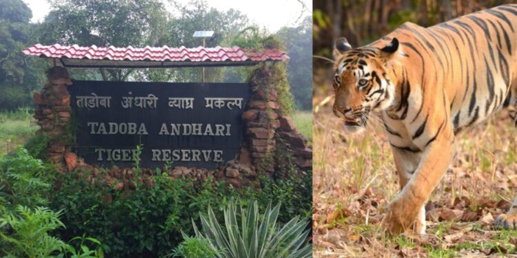 Tadoba- Andhari Tiger Reserve