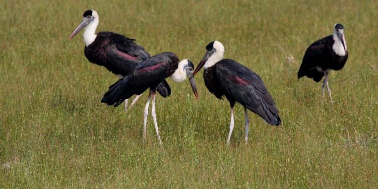 Stork birds