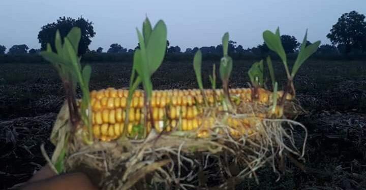 अतिवृष्टी