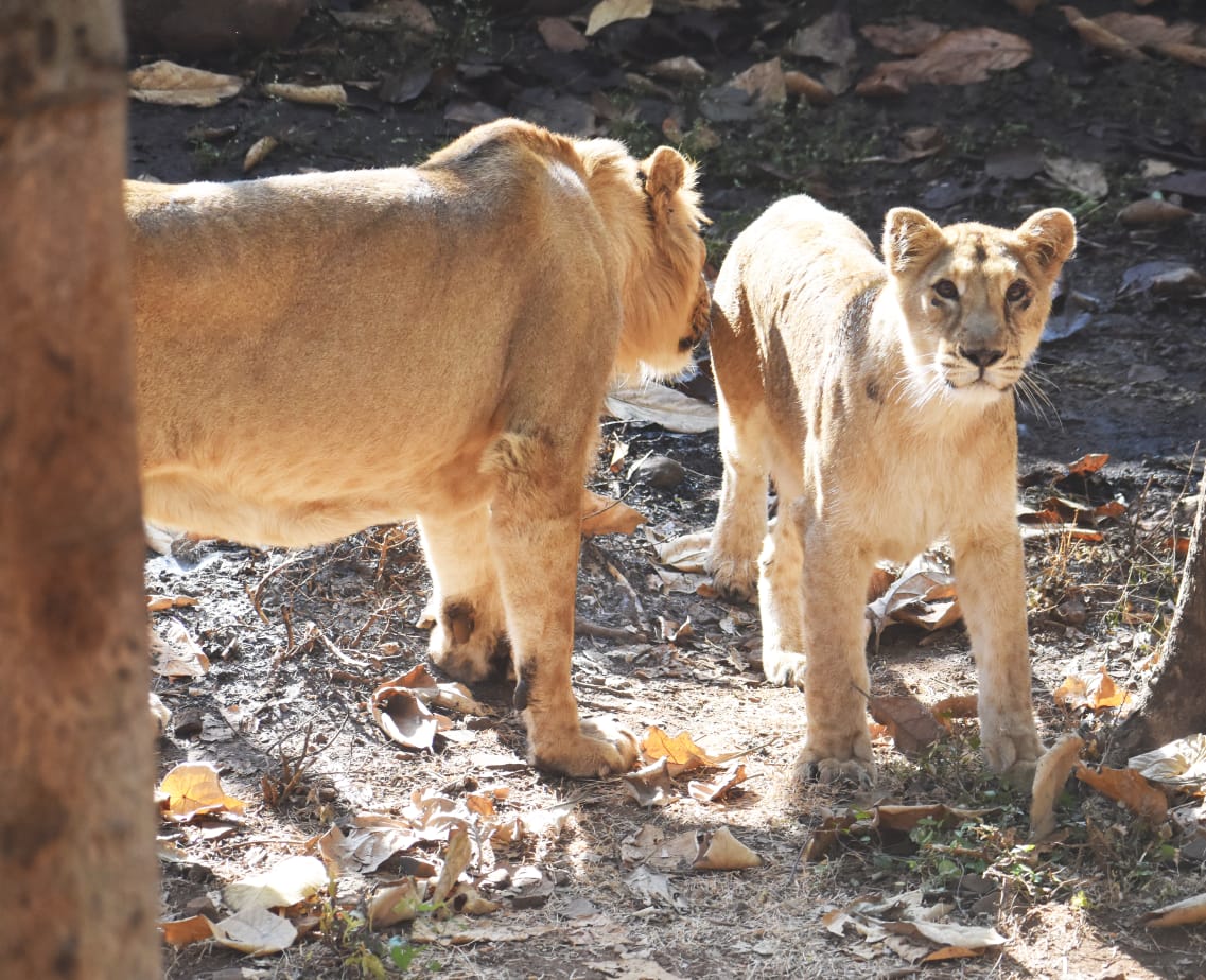 Lions Pair 