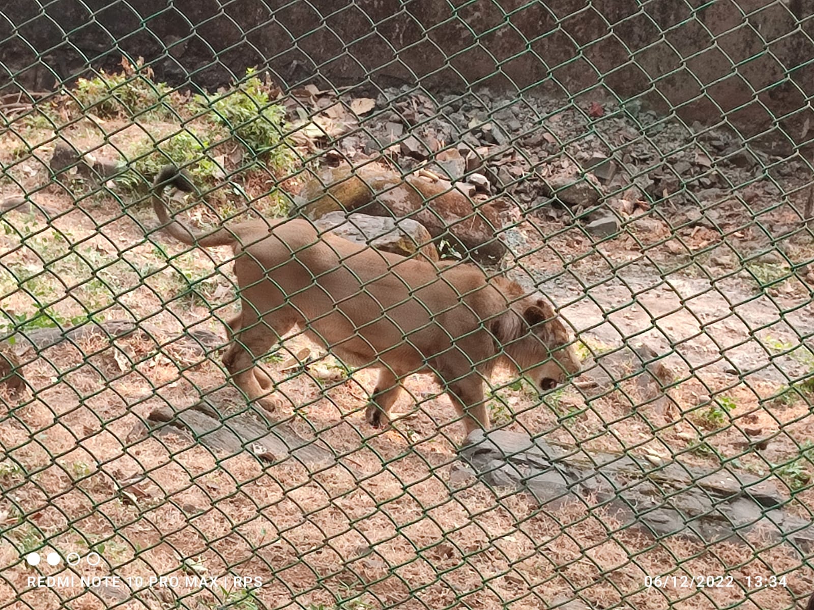 Lions Pair 