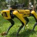 Tefi Robotic Dog