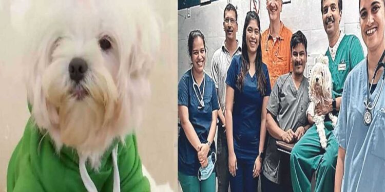 Dog Open Heart Surgery